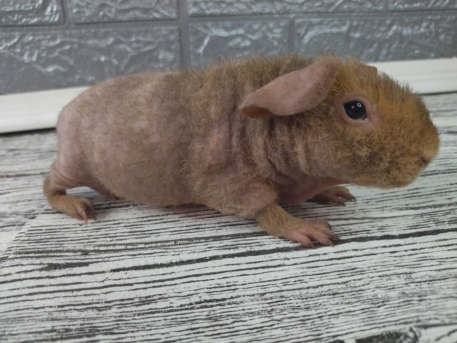 Морская свинка скинни, мальчик маленький