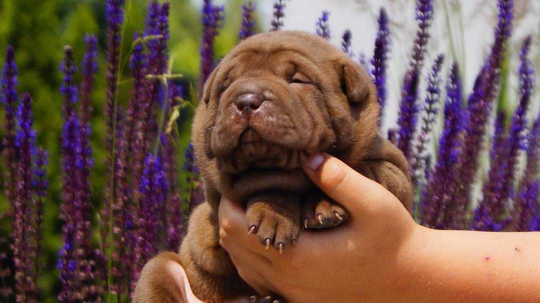 Czekoladowy Misio-Izar-z rodowodem, Shar-Pei do odbioru
