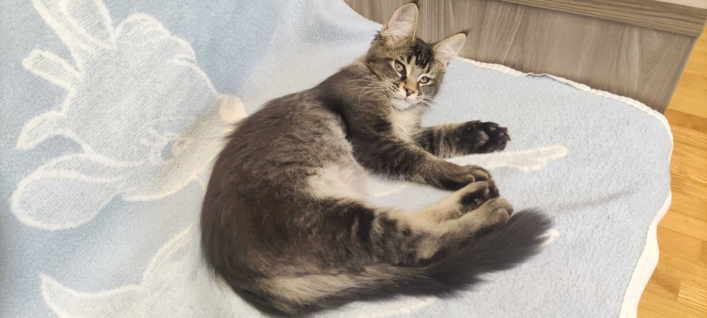 Kocur Maine Coon- Długi puszysty ogon i sierść -SHK- DO HODOWLI