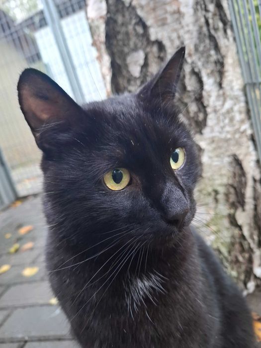 Dragon z częstochowskiego schroniska - piękny, dumny, bezdomny