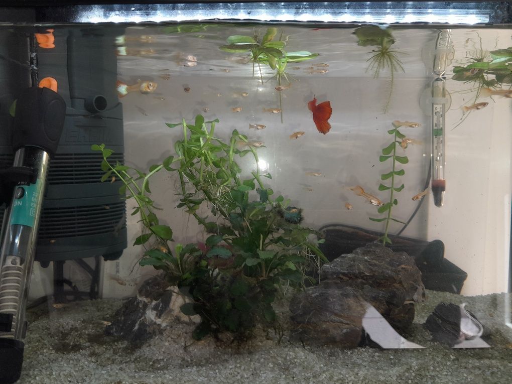 Guppys red albino