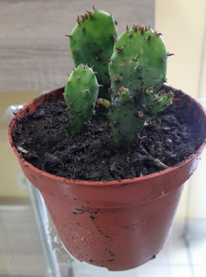 Opuntia Monacantha Variegata