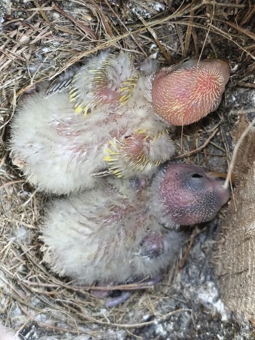 Agapórnis roseicolis para criar a mão.