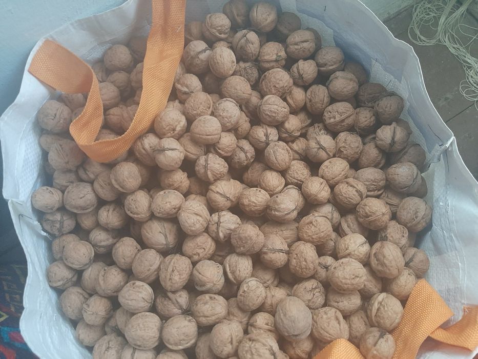 Волоський  горіх