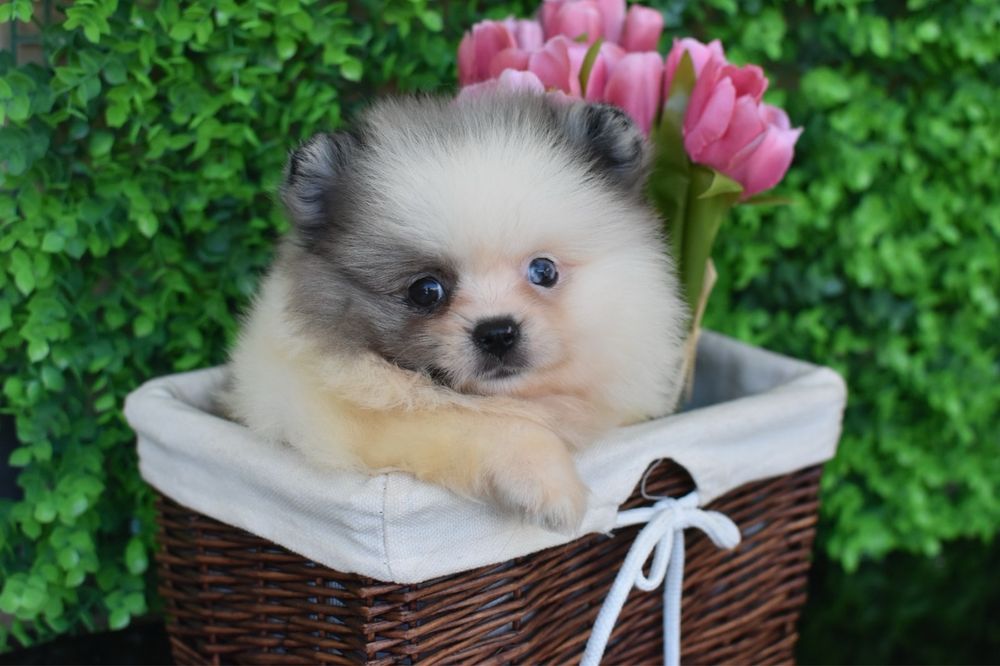 Мерле дівчинка шпіц