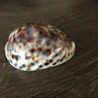 Muszla porcelanka tygrysia  Cypraea tigris