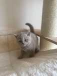 Scotish shorthair