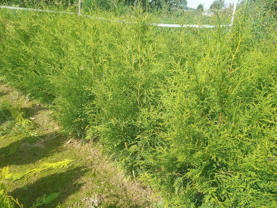 Tuje Szmaragd i brabant  od 100 do 220cm oraz _szmaragd żółty 100cm