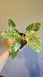 Philodendron blizzard / Filodendron giganteum variegata