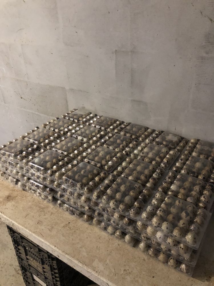 Інкубаційні перепелині яйця