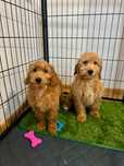Goldendoodle Śliczna sunia gotowa do odbioru!!!
