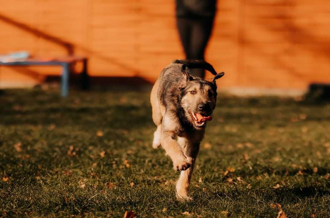 Młody Terier Gapek poleca się do adopcji!!!