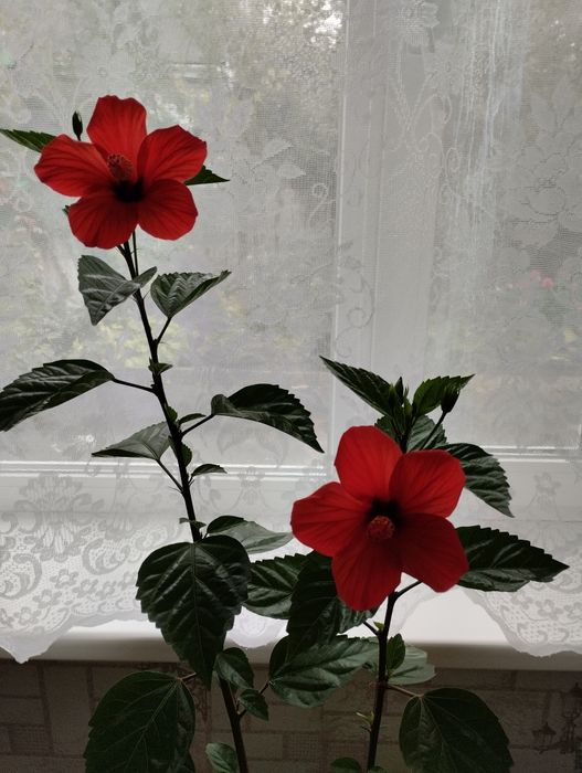 Гибискусы  комнатные