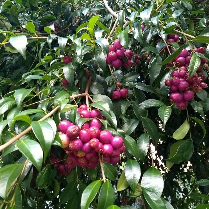 Árvore da cereja Azul - PLANTA VIVA