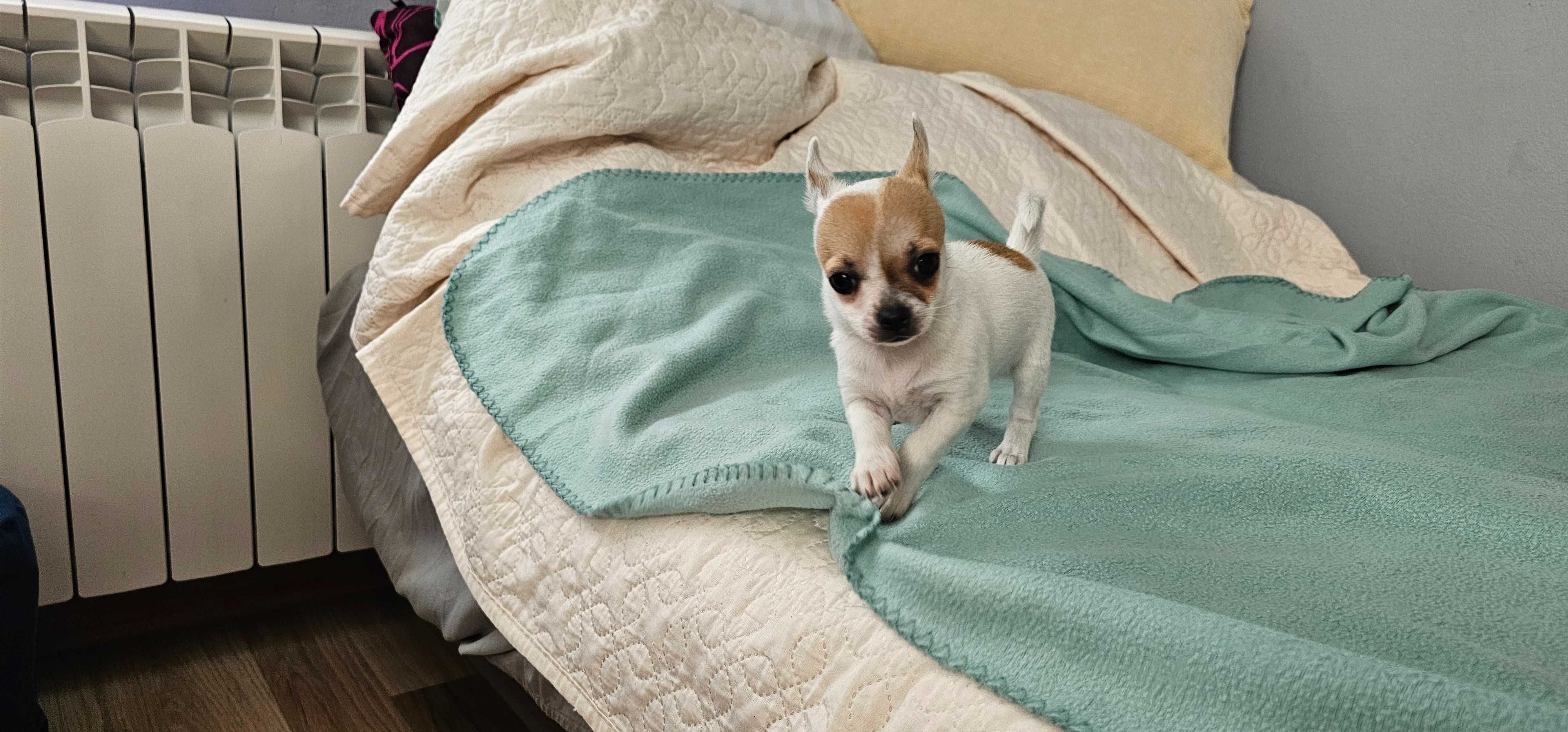 Suczka chihuahua