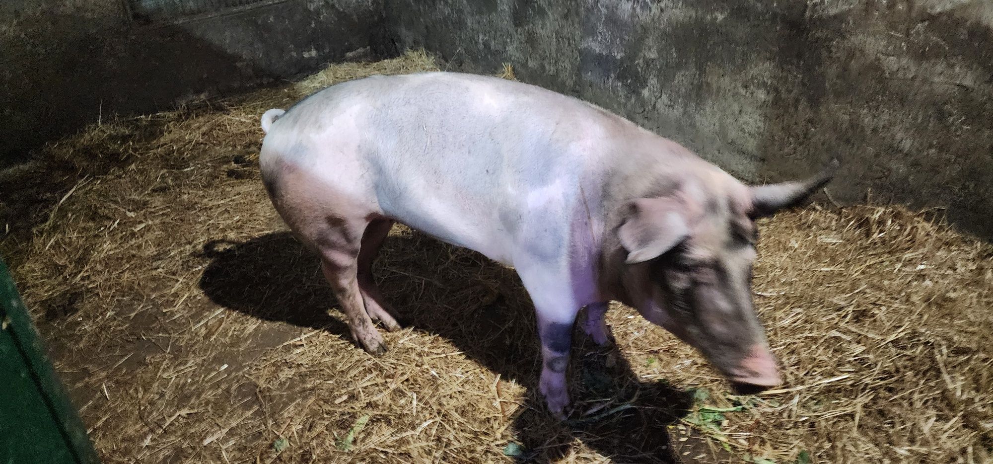 Porca criada 1 ano