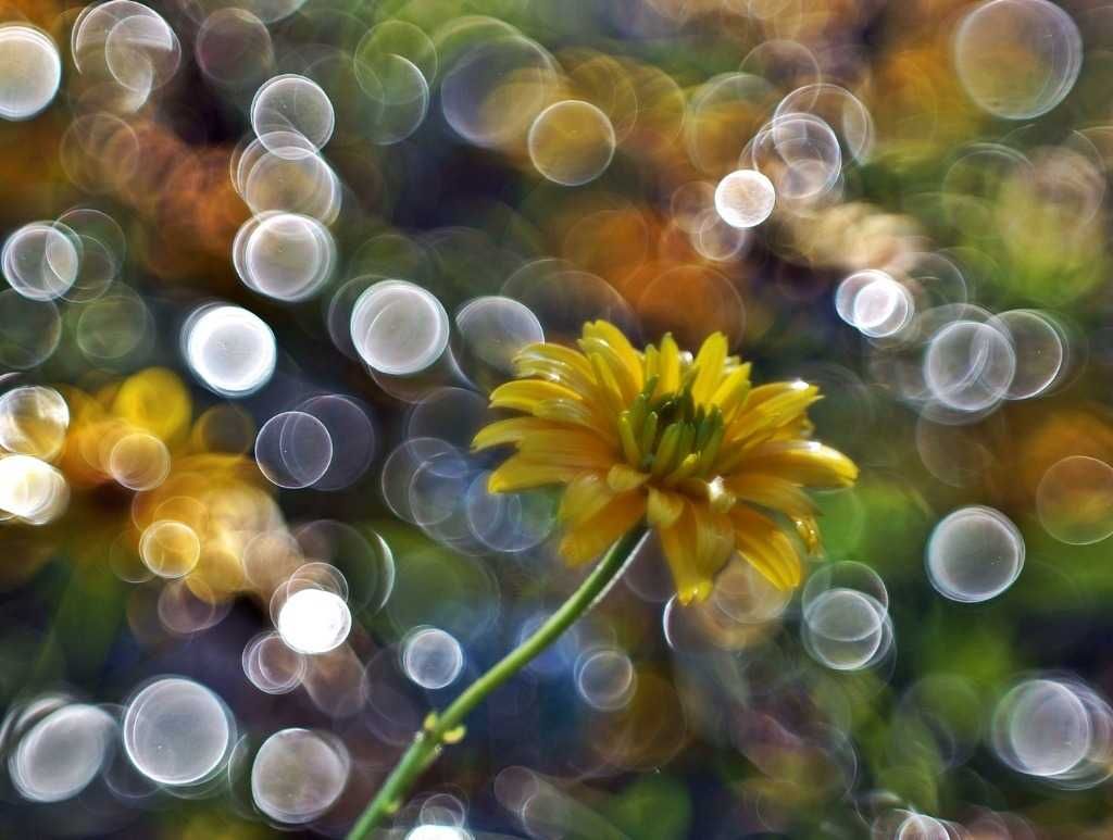 Helios  44-M 4 MC   po modyfikacji na wzór Triioplana