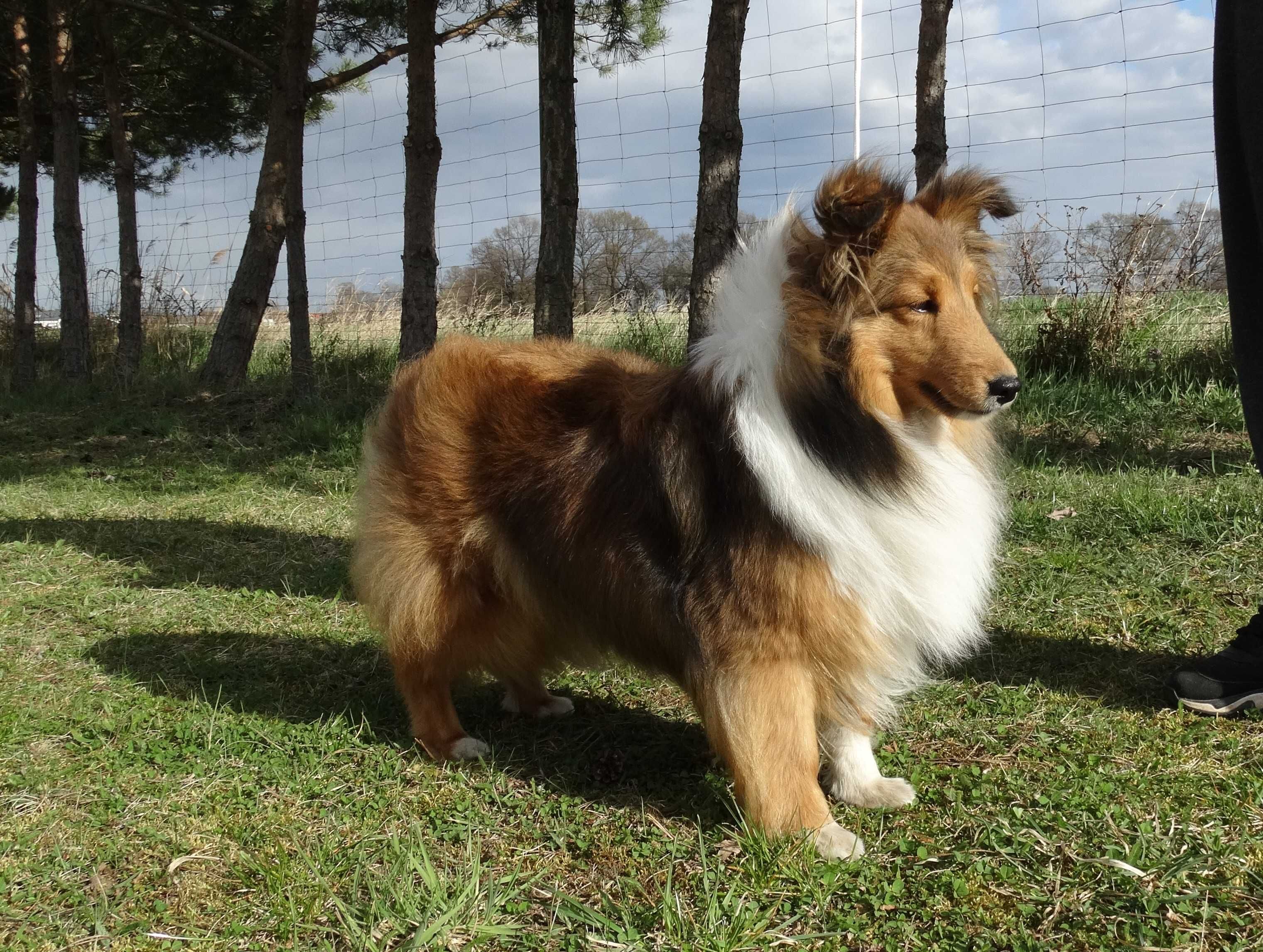 Owczarek szetlandzki, Sheltie, szczeniak, SUCZKA śniada FCI