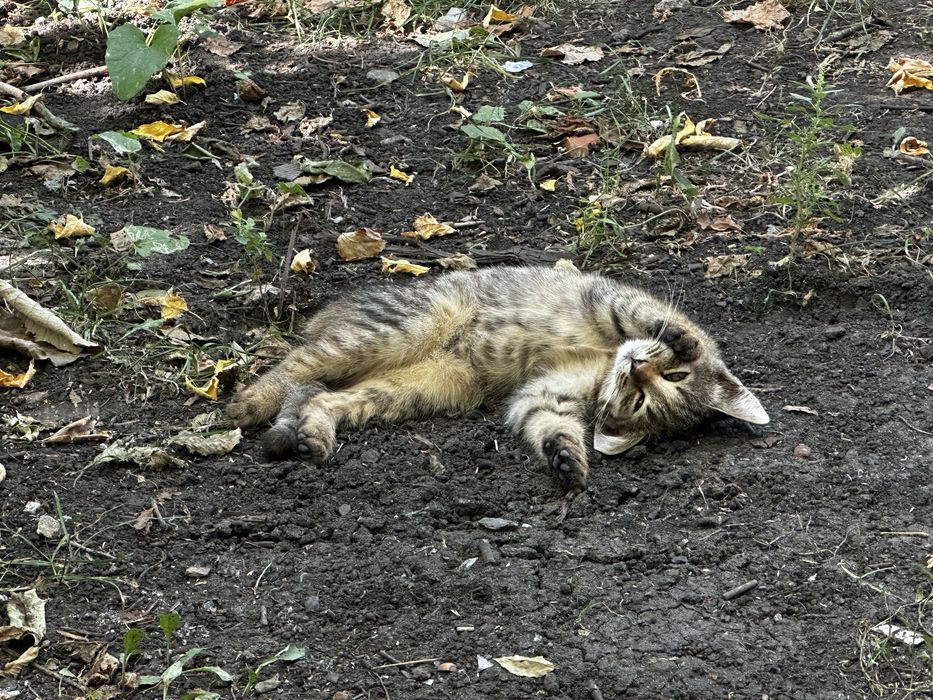 Віддам в добрі руки