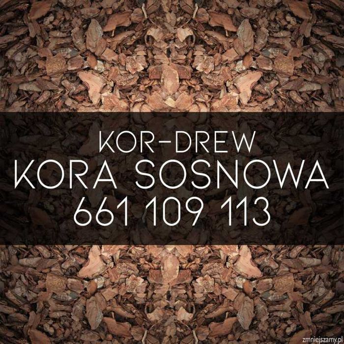 *Kora Sosnowa Ogrodowa* Lubicz Toruń okolice Dowóz