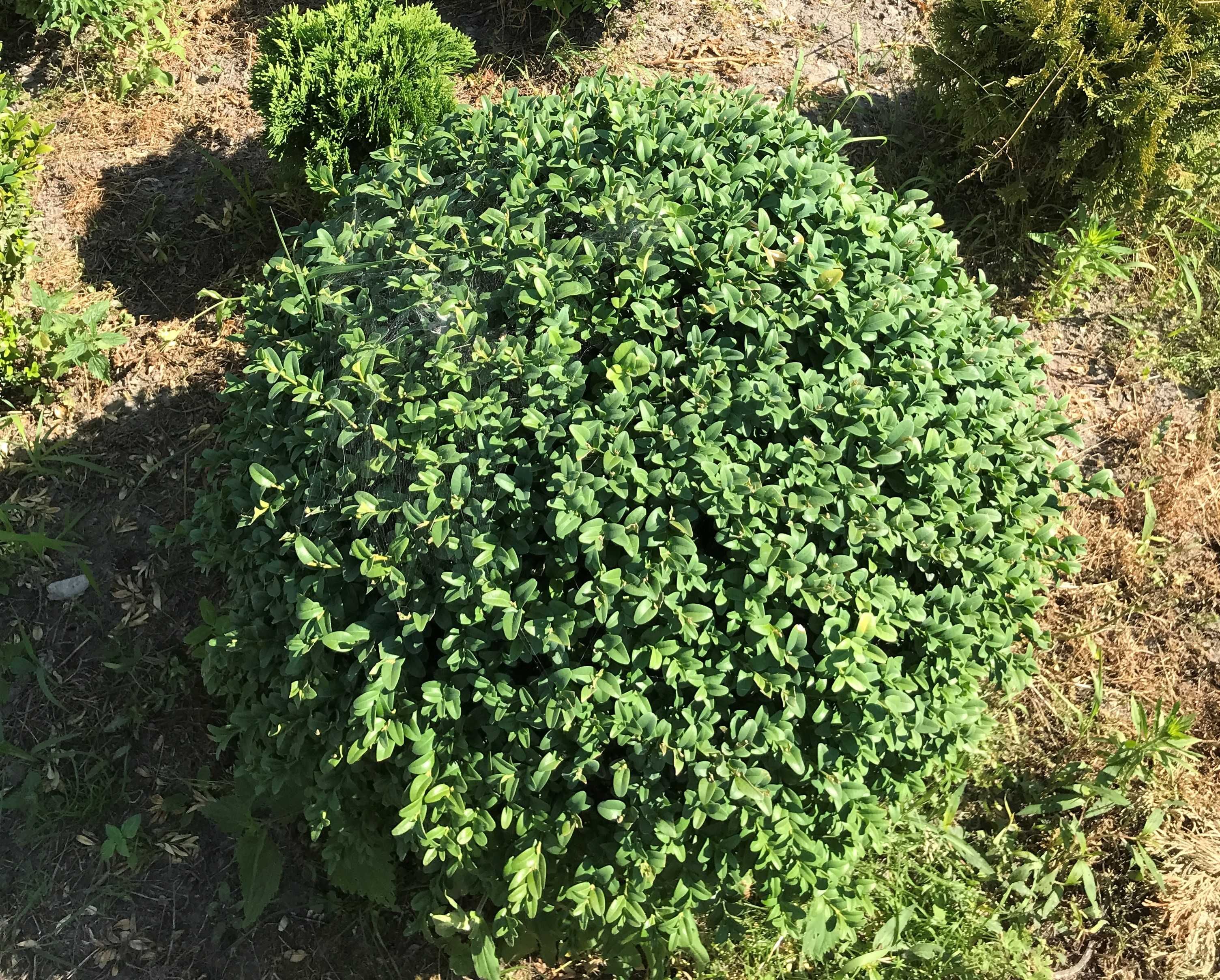 Самшит(Buxus) формований куля