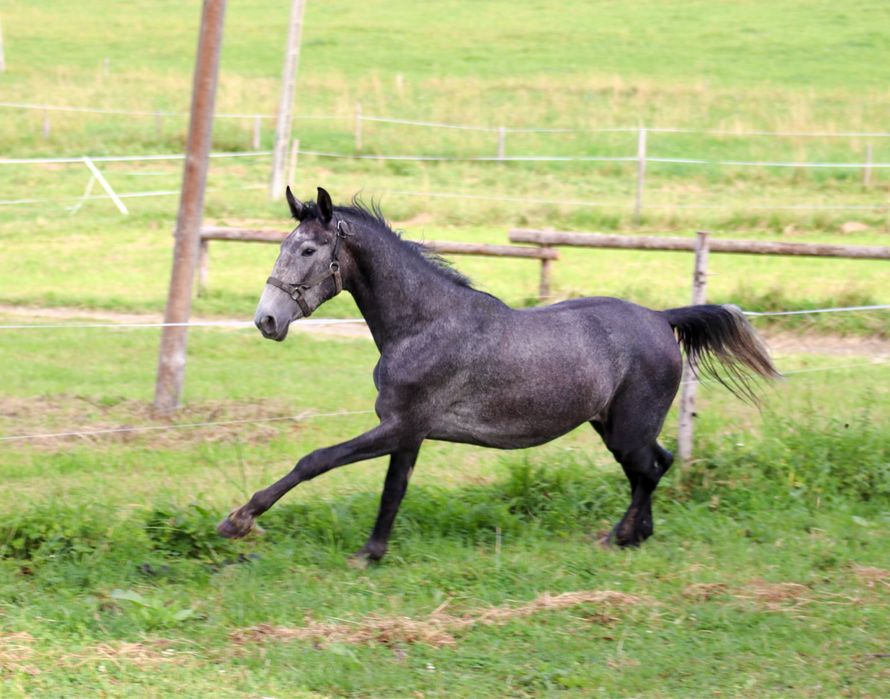 Siwa klacz sp ślązak/lipican