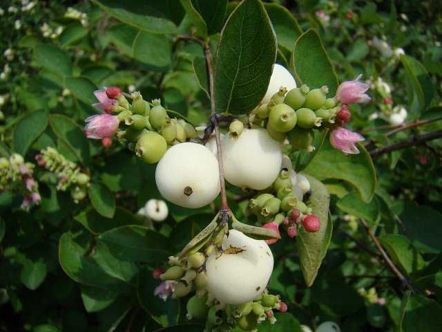 MIODODAJNA Śnieguliczka duże sadzonki