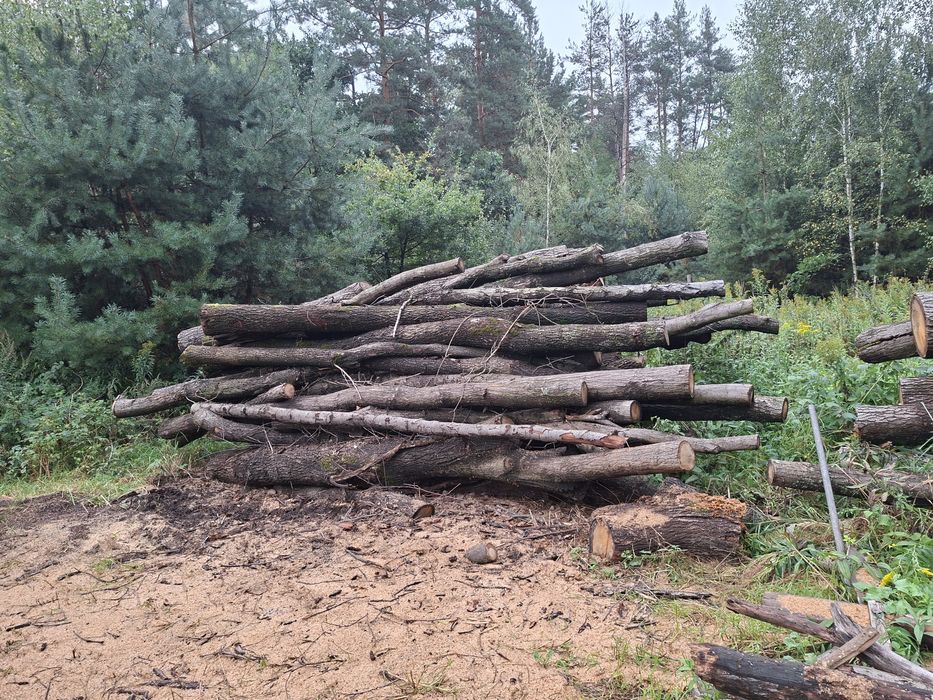 Sprzedam drewno dębowe
