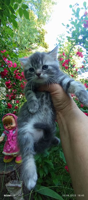 Чудова кішечка шотландської породи