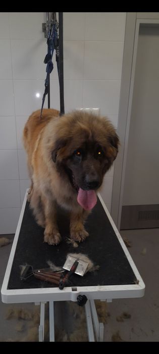 Pielęgnacja strzyżenia psów i kotów