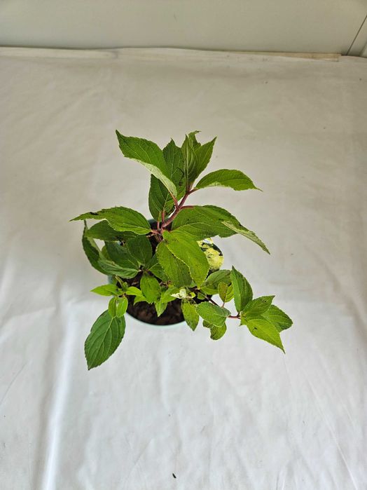 Hortensja bukietowa Mohito 35cm C2 – krzew ozdobny + nawóz gratis