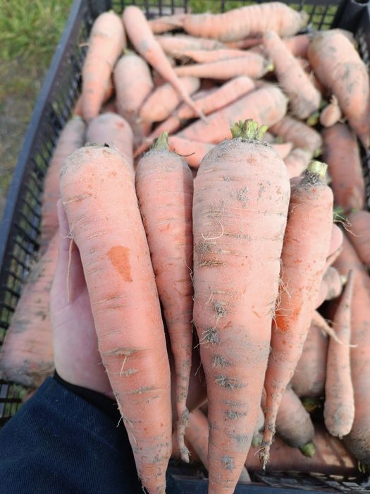 Marchew jadalna młoda