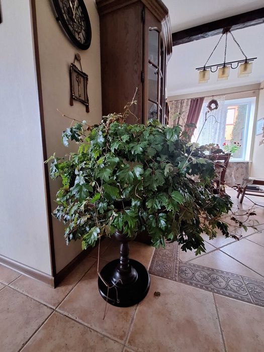 Продам кімнатні рослини (вазони) Драцена,Фікус, Юка, ДЕШЕВО