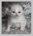 Śliczne Kocięta Ragdoll  blue bicolour Gdańsk