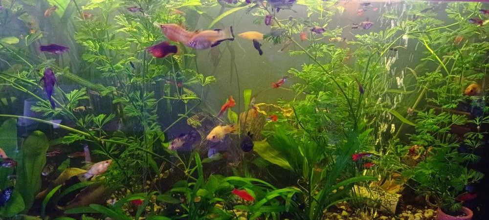 Аквариум, террариум, новый, бу