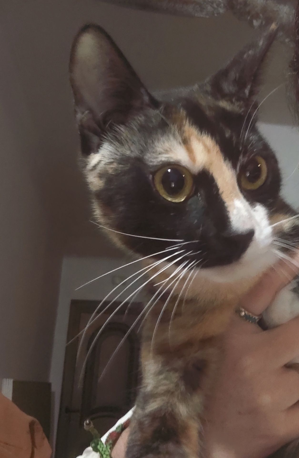 Gata com 1 ano muito bem disposta