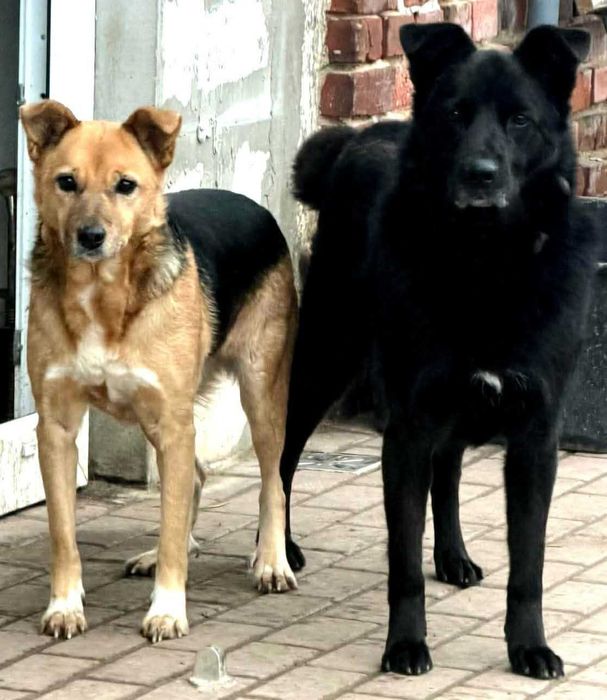 Luka i Diego cudowne psiaki