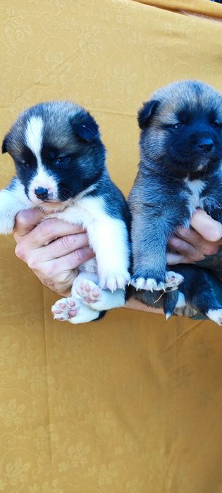 Акіта акіта акіта ...