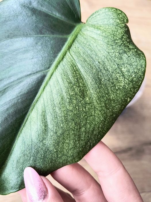 Monstera jungle mint pedowka