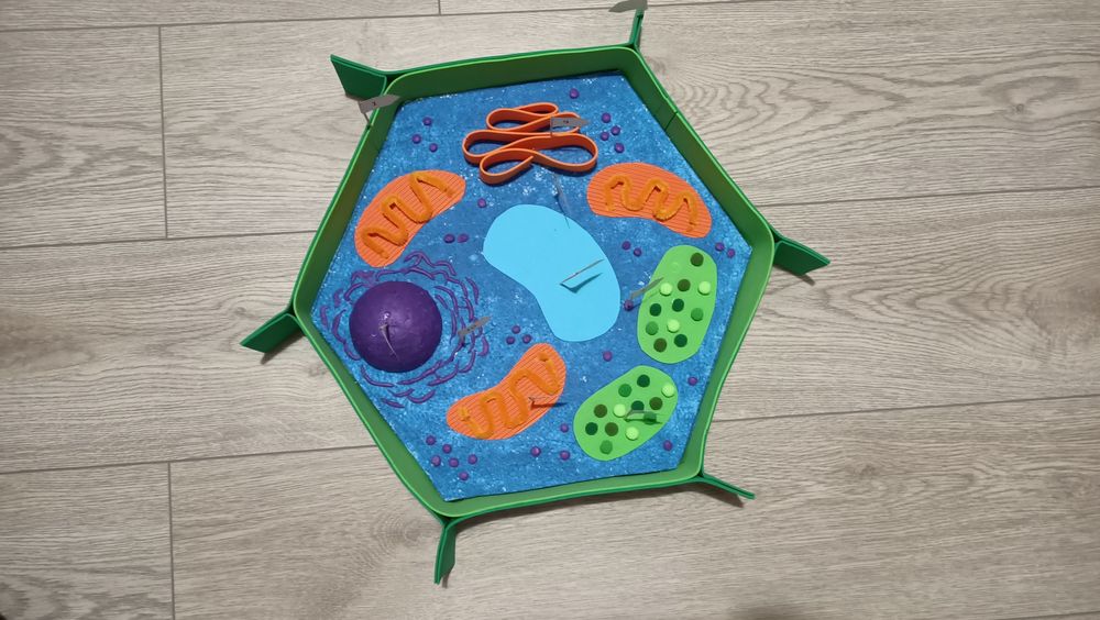 Model komórki roślinnej