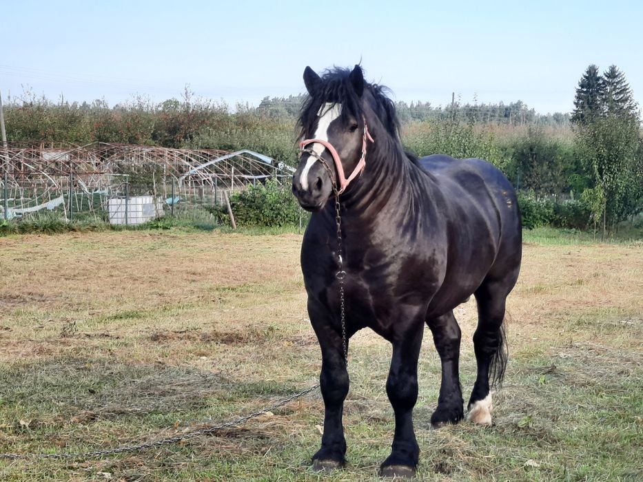 Sprzedam ogiera zimnokrwistego i inne konie zimnokrwiste