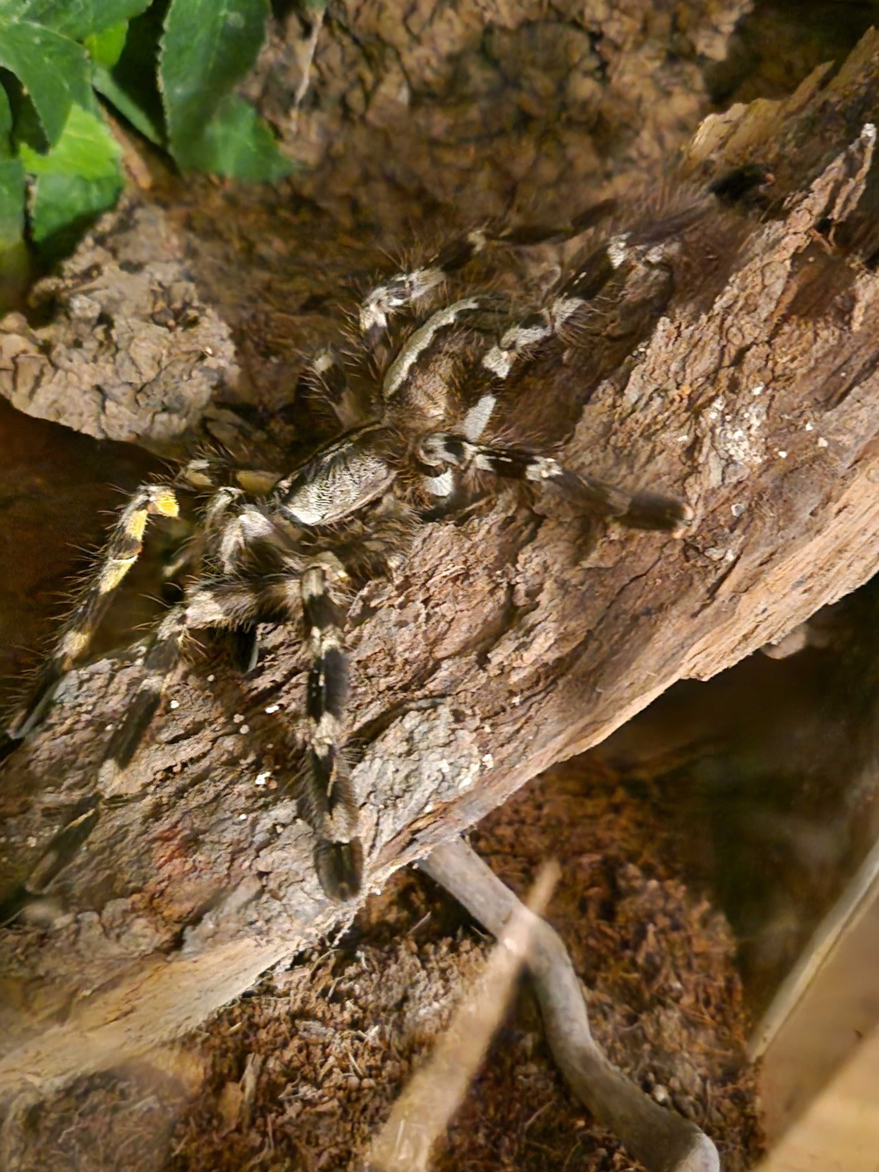 Poecilotheria regalis, dorosła samica