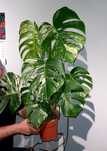 Pędówki monstera wariegata big