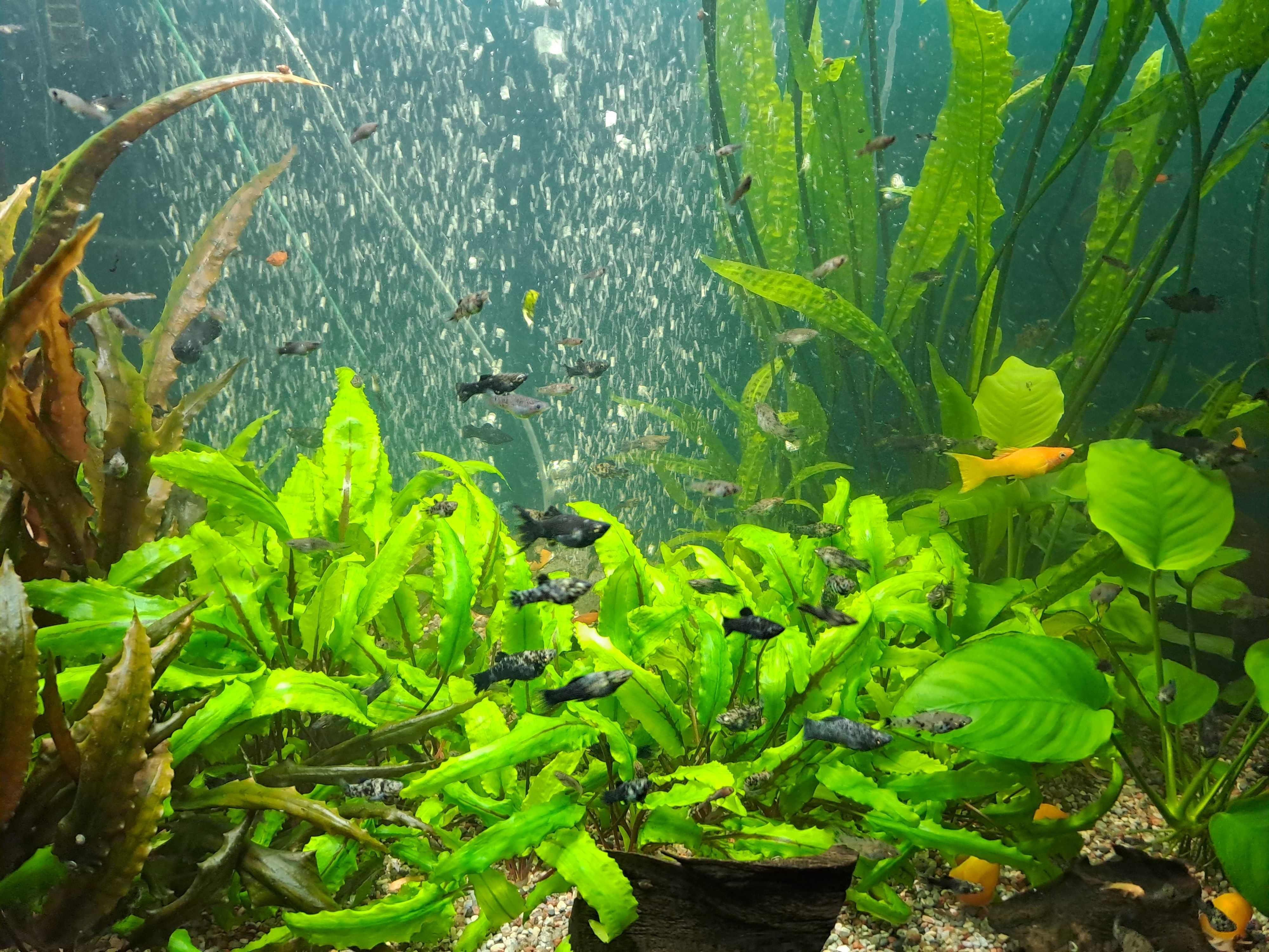 Cryptocoryne wendtii zielona