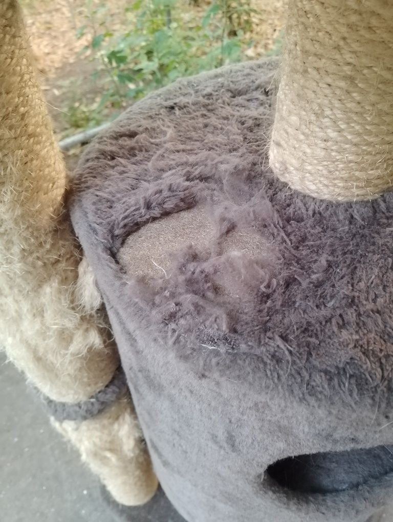 Кошачья когтедралка .