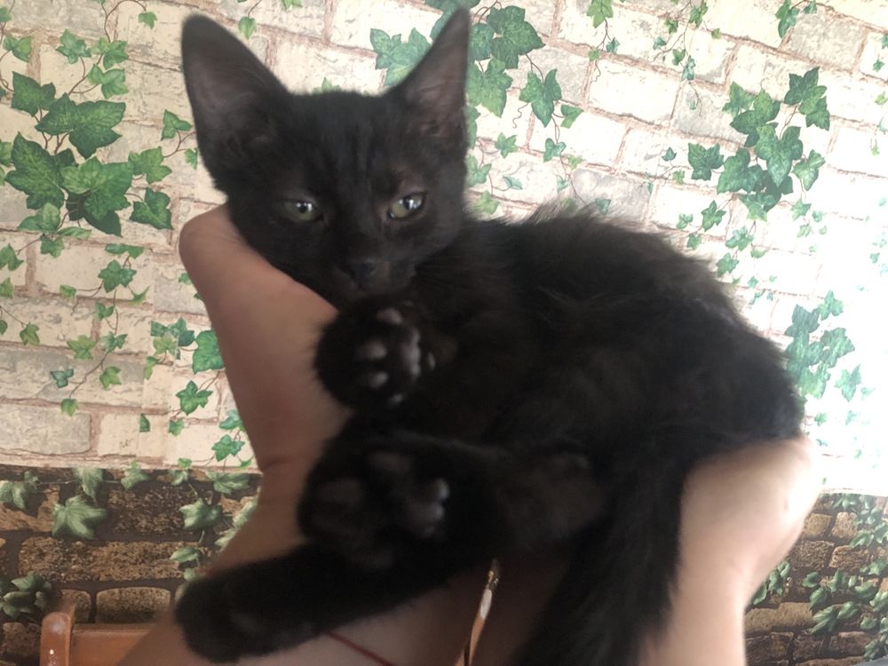 Віддам котенят в добрі руки