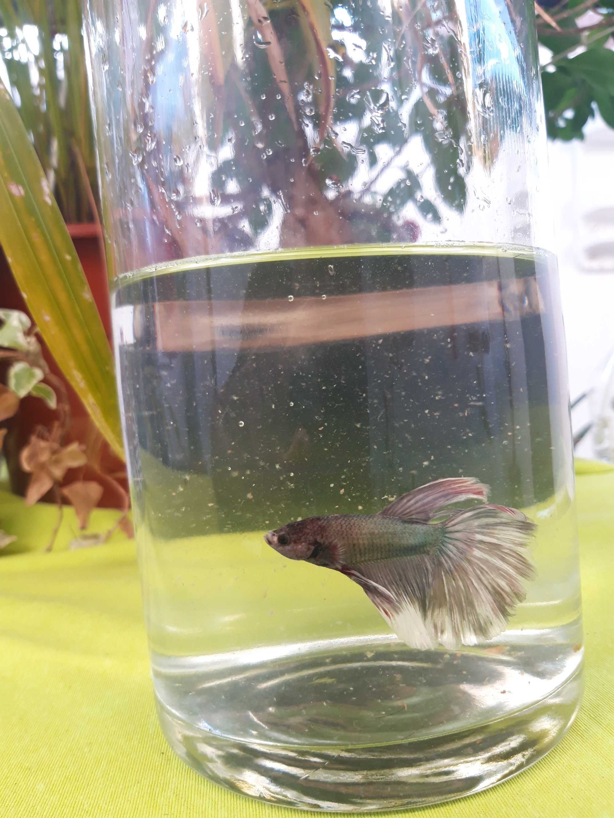 Betta  macho xxl