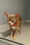 Piesek chihuahua