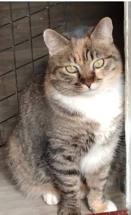 Кішечка шукає дім