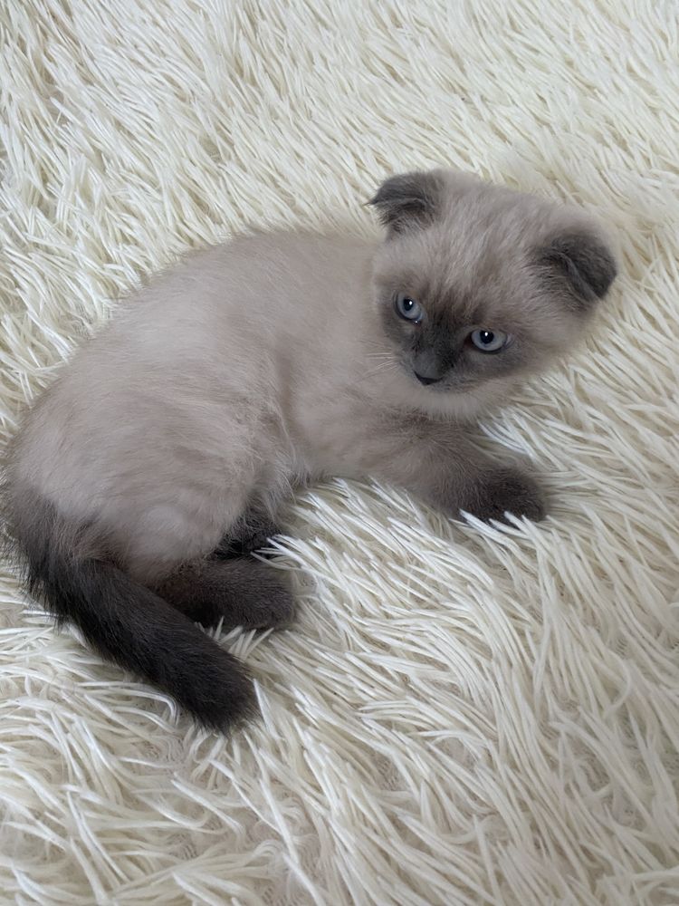 Кошенята / киця / котик